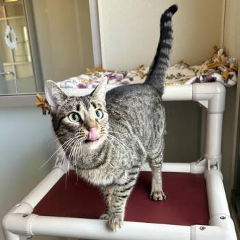 Ashia -  Domestic Short Hair Cat for Adoption in Dublin, California - Ashia | PetCurious