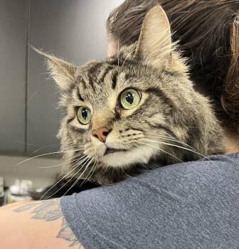 Domestic Long Hair and Tabby Cats Available for Adoption in Dallas, Texas - Galileo | PetCurious