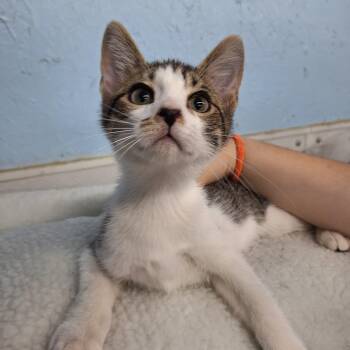 Leroy -  Domestic Short Hair Cat for Adoption in Clarinda, Iowa - Leroy | PetCurious