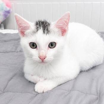 Alrighty Then -  Domestic Short Hair Cat for Adoption in Westminster, California - Alrighty Then | PetCurious