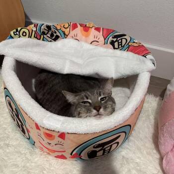 Rescue Domestic Short Hair and Tabby Cats for Adoption - Pearl | PetCurious