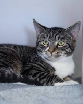 Domestic Short Hair Cats Available for Adoption in Bridgeport, Connecticut - ZAMBEZI (0606) | PetCurious