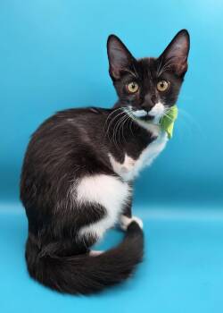 Costa (3 legs!) -  Domestic Short Hair and Tuxedo Cat for Adoption in Magnolia Springs, Alabama - Costa (3 Legs!) | PetCurious