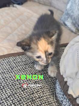 Elemental Litter:  Xenon -  Domestic Short Hair Cat for Adoption in Council Bluffs, Iowa - Elemental Litter:  Xenon | PetCurious