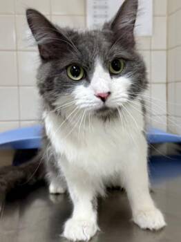 Domestic Long Hair and Domestic Short Hair Cats Available for Adoption - Mia | PetCurious