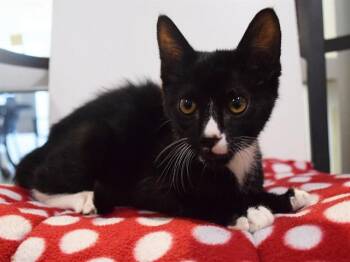 MARS -  Domestic Short Hair Cat for Adoption in Sacramento, California - MARS | PetCurious