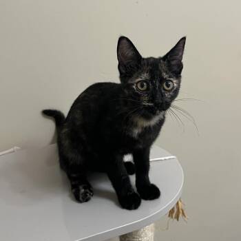 Domestic Short Hair and Tortoiseshell Cats Available for Adoption in Duluth, Georgia - Mocha | PetCurious
