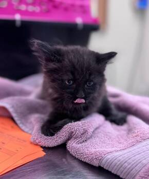 Beef Supreme -  Domestic Medium Hair Cat for Adoption in Disputanta, Virginia - Beef Supreme | PetCurious