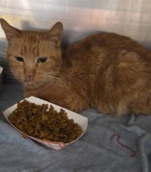 Rey -  Domestic Medium Hair Cat for Adoption in El Paso, Texas - Rey | PetCurious
