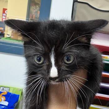 Rhinestone -  Domestic Short Hair Cat for Adoption in Philadelphia, Pennsylvania - Rhinestone | PetCurious