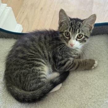 Katie -  Domestic Short Hair Cat for Adoption in Philadelphia, Pennsylvania - Katie | PetCurious