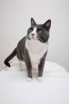 Anthony -  Domestic Short Hair Cat for Adoption in Montclair, New Jersey - Anthony | PetCurious