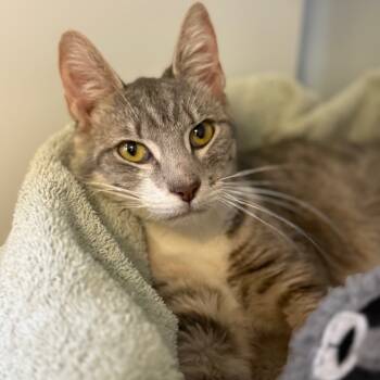 Rescue Domestic Short Hair Cats for Adoption in Ridgely, Maryland - Cosmo | PetCurious