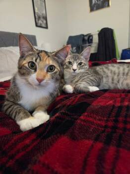 Sky and Peaches -  Domestic Short Hair and Tabby Cat for Adoption in St. Augustine, Florida - Sky And Peaches | PetCurious
