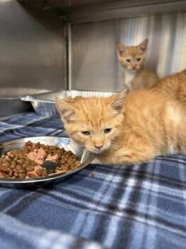 Choosen -  Domestic Short Hair Cat for Adoption in Atlanta, Georgia - Choosen | PetCurious