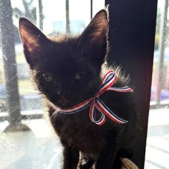 Kisses -  Domestic Short Hair Cat Available for Adoption in Oakland Park, Florida - Kisses | PetCurious