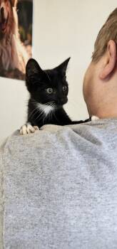 Rescue Domestic Short Hair Cats for Adoption in Powder Springs, Georgia - Stitches | PetCurious
