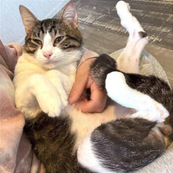 Domestic Short Hair and Tabby Cats Available for Adoption in Houston, Texas - Gideon | PetCurious
