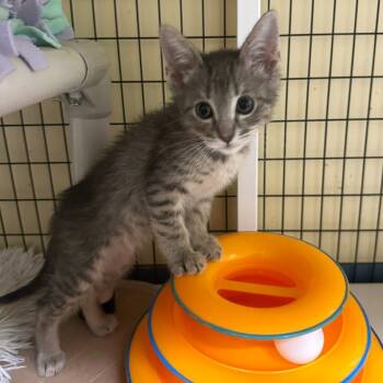 Rescue Domestic Short Hair Cats for Adoption in Woodinville, Washington - Avocado | PetCurious