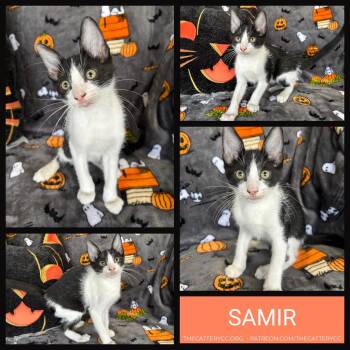 Samir -  Domestic Short Hair Cat for Adoption in Corpus Christi, Texas - Samir | PetCurious