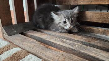 Trixie -  Domestic Medium Hair Cat for Adoption in Fruit Heights, Utah - Trixie | PetCurious