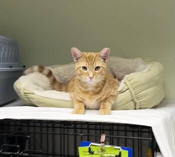 Rescue Domestic Short Hair Cats for Adoption in Cape May, New Jersey - Jimmy | PetCurious