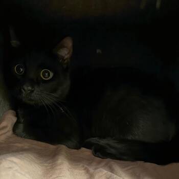 Domestic Short Hair Cats Available for Adoption in Flagstaff, Arizona - Yuli | PetCurious