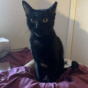 Kashmere -  Domestic Short Hair Cat Available for Adoption - Kashmere | PetCurious