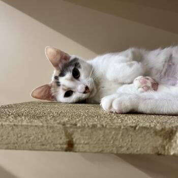 Rescue Domestic Short Hair Cats for Adoption in Tustin, California - Ezmi | PetCurious