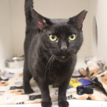 Eggs -  Domestic Short Hair Cat for Adoption in Champaign, Illinois - Eggs | PetCurious
