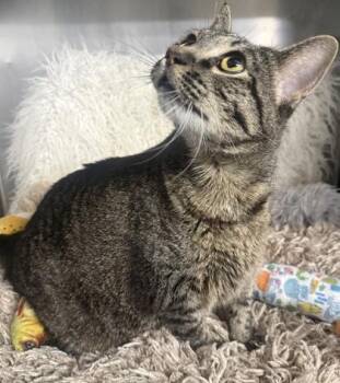 Florence -  Domestic Short Hair Cat for Adoption in Conway, South Carolina - Florence | PetCurious