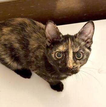 Chanterelle -  Domestic Short Hair Cat for Adoption in Harrisburg, Pennsylvania - Chanterelle | PetCurious