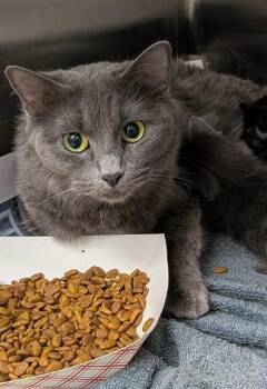 INKY -  Domestic Short Hair Cat for Adoption in St. Louis, Missouri - INKY | PetCurious