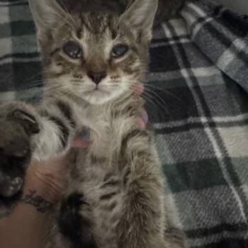 Domestic Short Hair Cats Available for Adoption in Lake Panasoffkee, Florida - SCFL-Stray-66101_2_3_4 | PetCurious