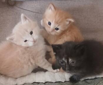 American Shorthair and Torbie Cats Available for Adoption in Lead, South Dakota - Kittens | PetCurious