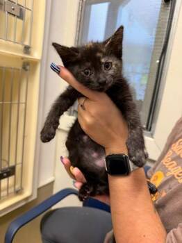 Annie -  Domestic Short Hair Cat for Adoption in King William, Virginia - Annie | PetCurious