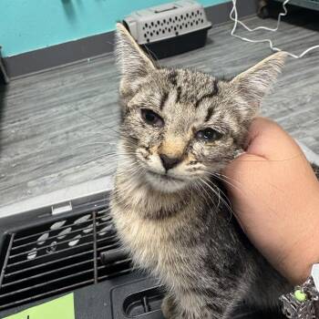 Clemmie -  Domestic Short Hair Cat for Adoption in Lake Jackson, Texas - Clemmie | PetCurious