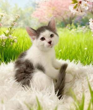 Rip -  Domestic Medium Hair Cat Available for Adoption in Tehachapi, California - Rip | PetCurious