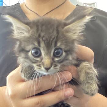 Sushi -  Domestic Medium Hair Cat for Adoption in Montgomery, Alabama - Sushi | PetCurious