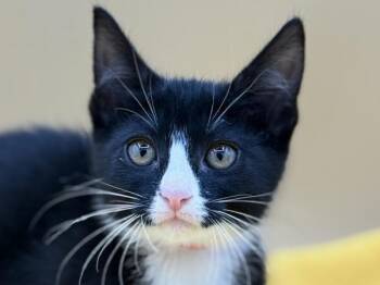 Sally -  Domestic Short Hair Cat for Adoption in Portland, Oregon - Sally | PetCurious