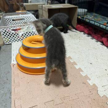 Burrito -  Japanese Bobtail and Bengal Cat for Adoption in Paulina, Louisiana - Burrito | PetCurious