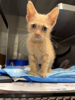 JULES -  Domestic Short Hair Cat for Adoption in Baytown, Texas - JULES | PetCurious