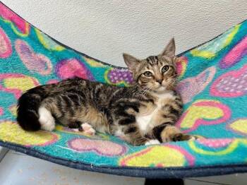 Digits -  Domestic Short Hair Cat for Adoption in Lunenburg, Massachusetts - Digits | PetCurious