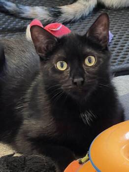 Domestic Short Hair Cats Available for Adoption - Mushy | PetCurious