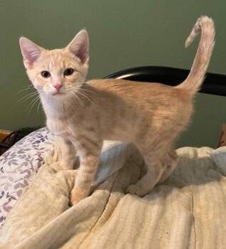 Flit -  Domestic Short Hair and Tabby Cat for Adoption in Columbus, Minnesota - Flit | PetCurious