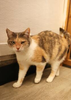 Dilute Tortoiseshell Cats Available for Adoption - Kimberly | PetCurious