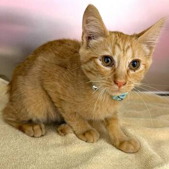 "Dream"-sicle -  Domestic Short Hair Cat for Adoption in Warrensburg, Missouri - "Dream"-sicle | PetCurious