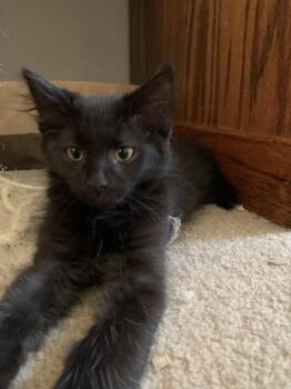 Otis -  Domestic Long Hair Cat for Adoption in Denver, Colorado - Otis | PetCurious