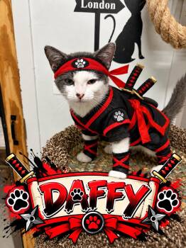 Kittens - Many Many Kittens -  American Shorthair Cat for Adoption in Gardner, Massachusetts - Kittens - Many Many Kittens | PetCurious