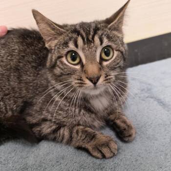 Minneapolis -  Domestic Short Hair Cat for Adoption - Minneapolis | PetCurious